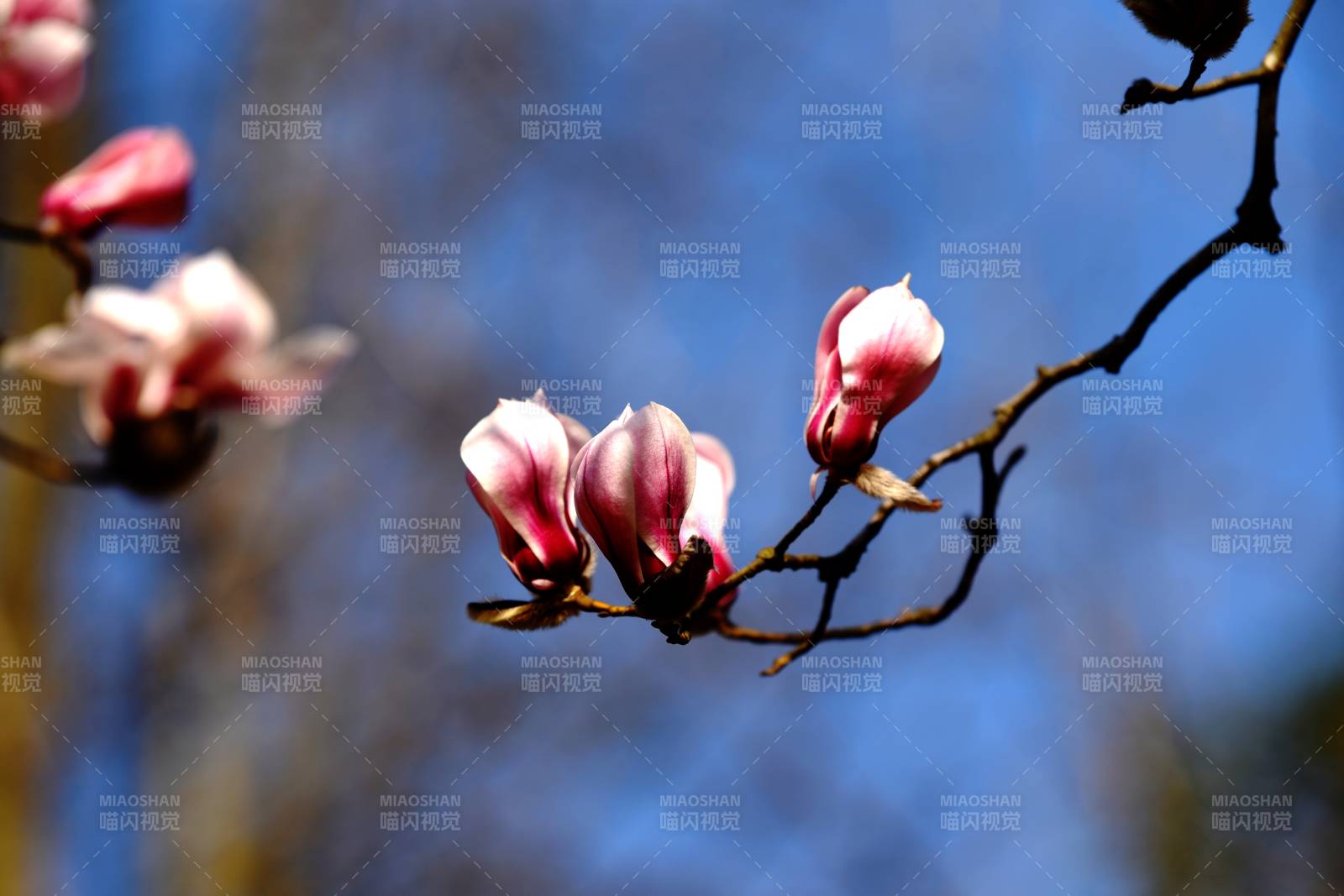 玉兰花绽放枝头图片