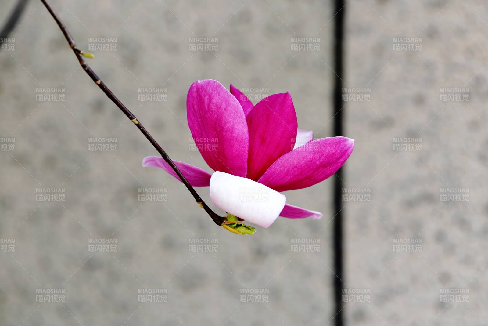 粉红玉兰花绽放图片