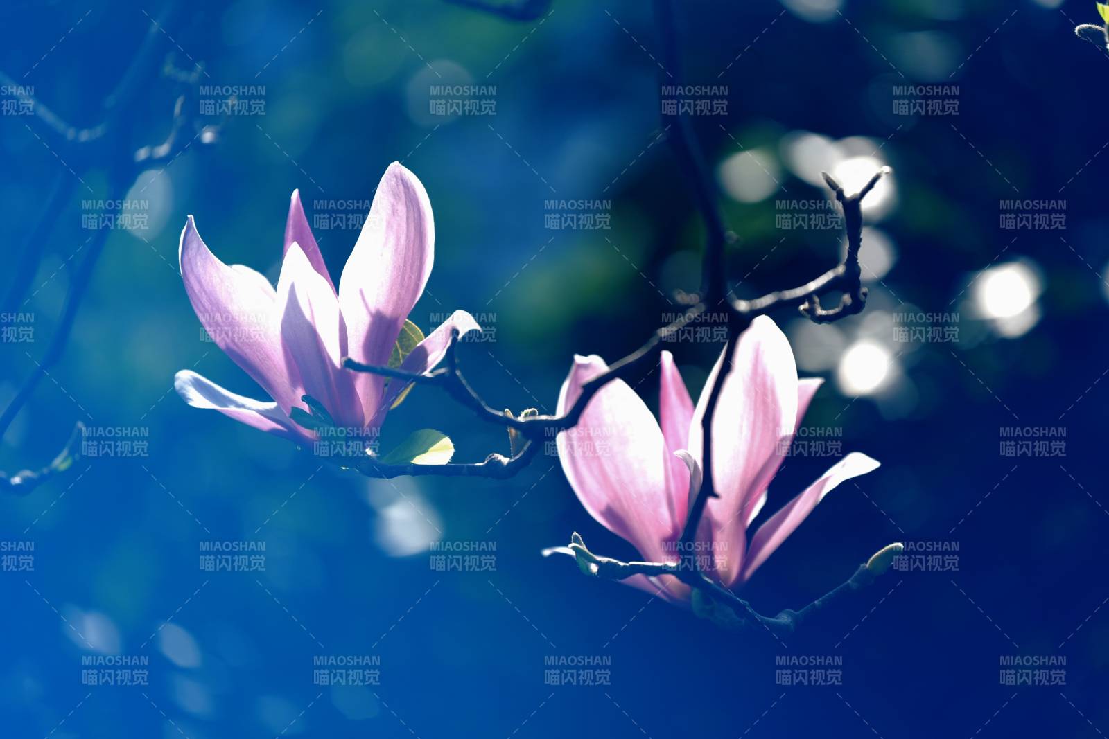 玉兰花开 春意盎然图片