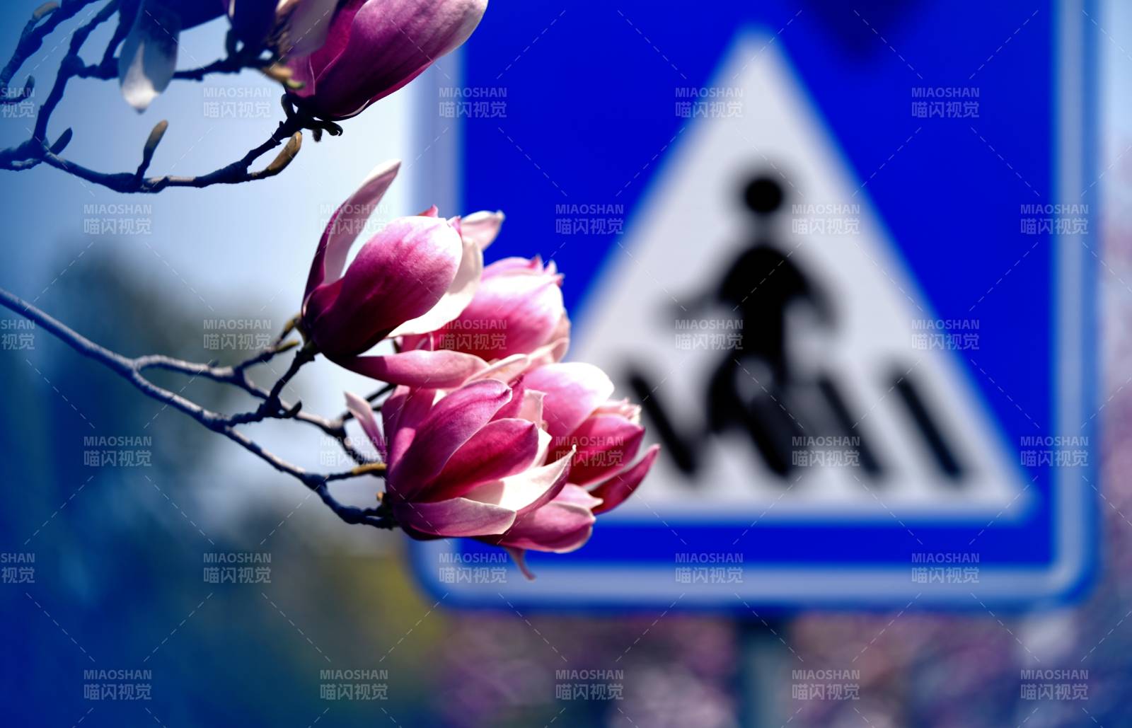 花枝与行人标志图片