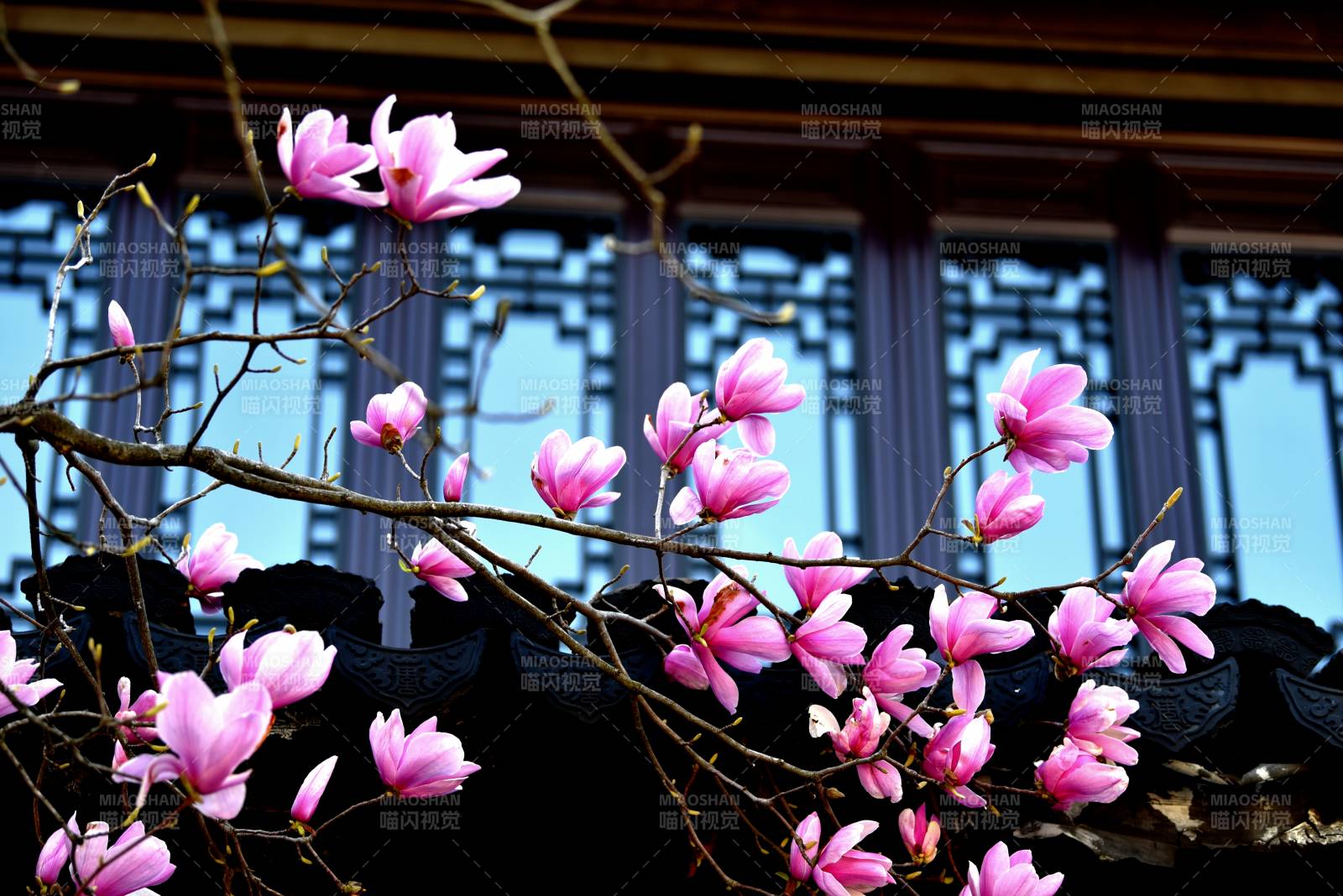 玉兰绽放古建筑前图片