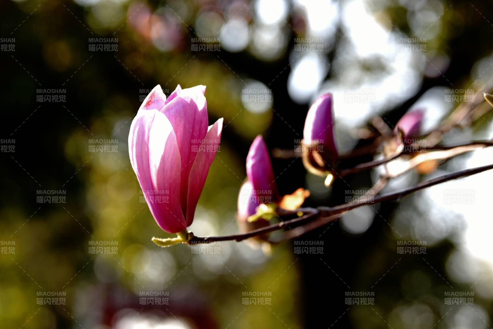 紫玉兰绽放枝头图片