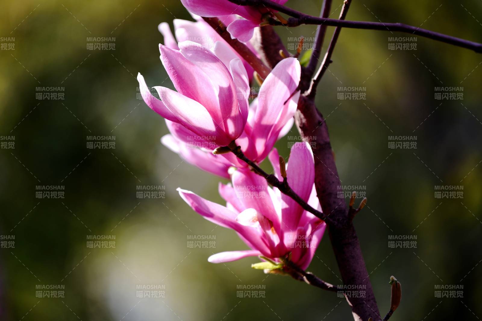 粉红玉兰绽放枝头图片