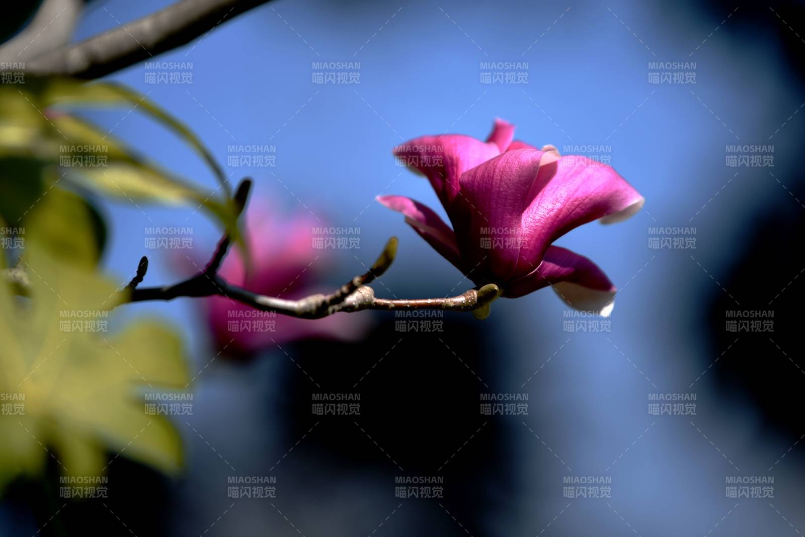 紫玉兰绽放枝头图片