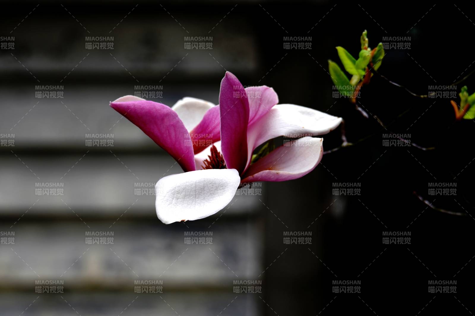 紫白玉兰绽放图片