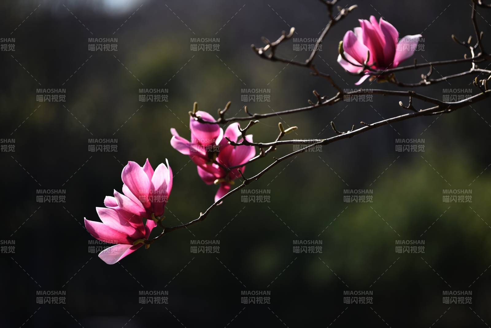 粉红玉兰花绽放图片