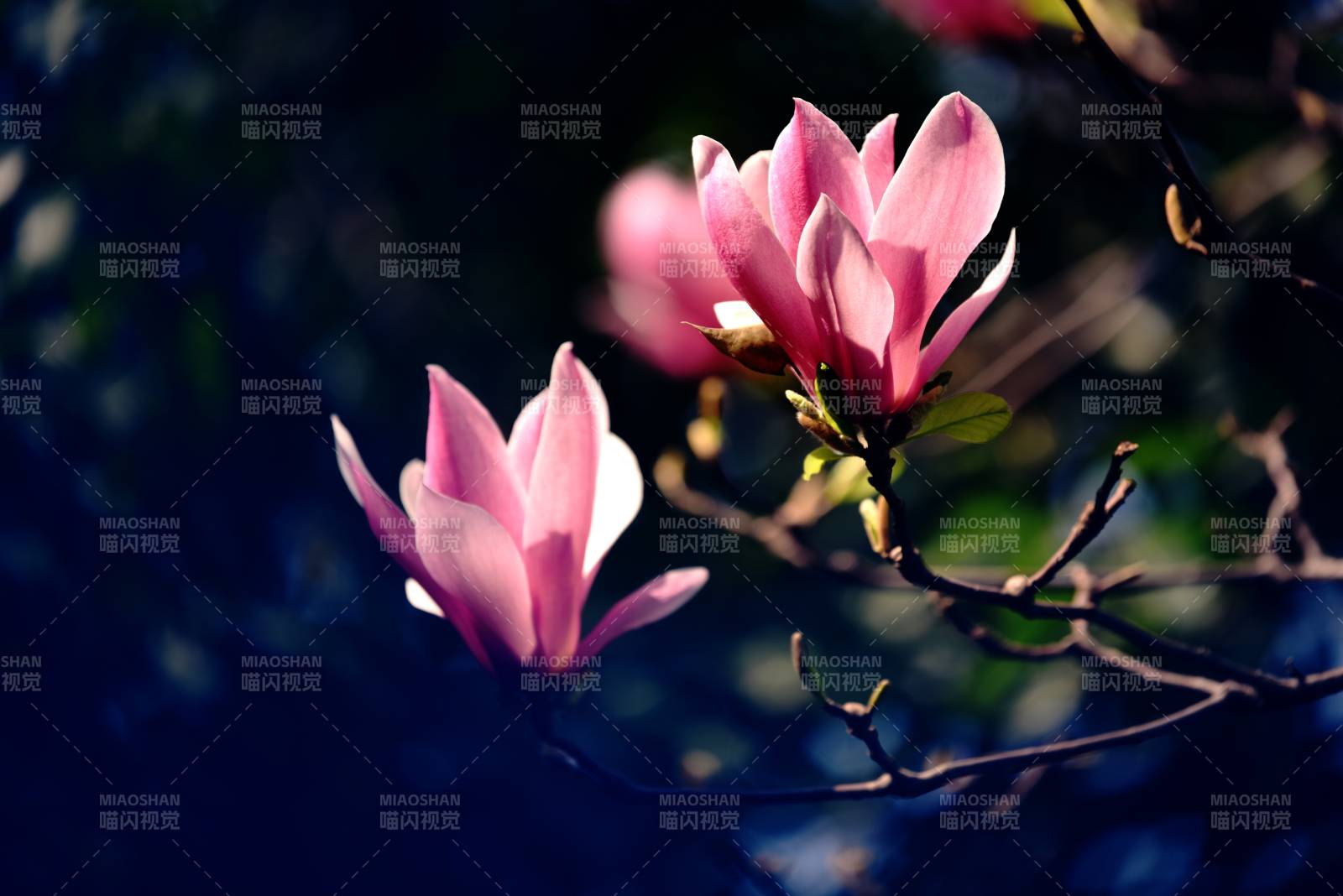 粉红玉兰绽放枝头图片