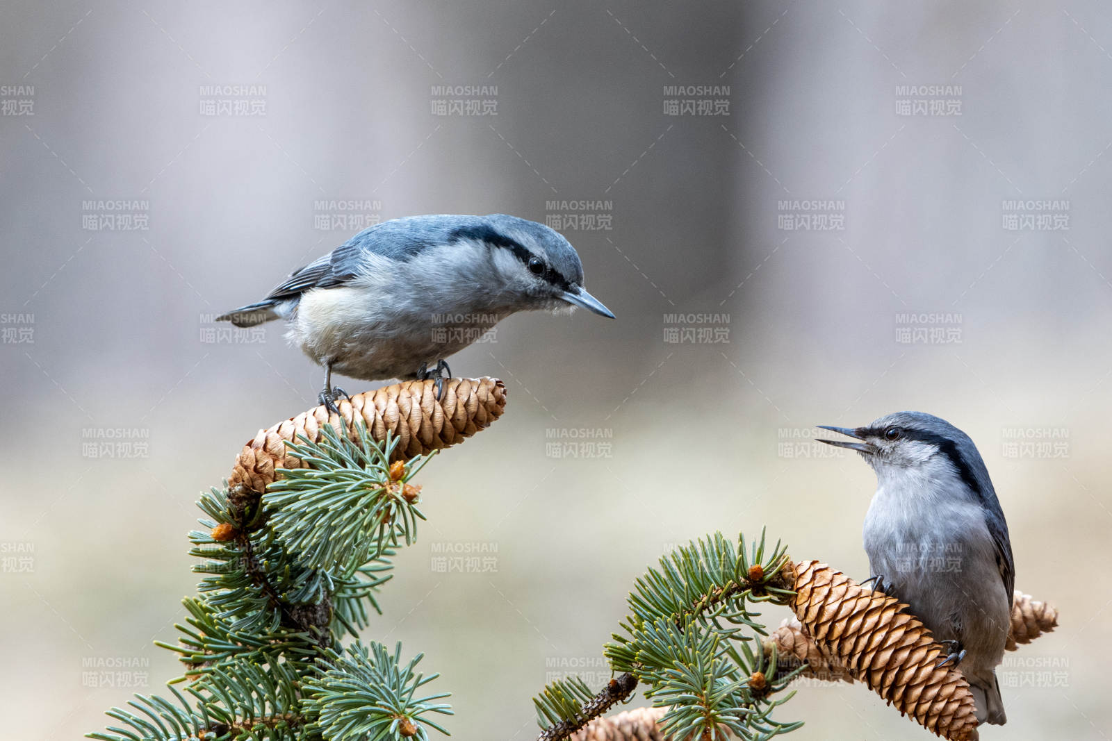 普通䴓鸟在交谈图片