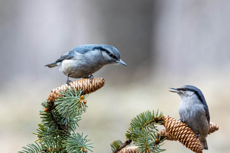 普通䴓鸟在交谈图片