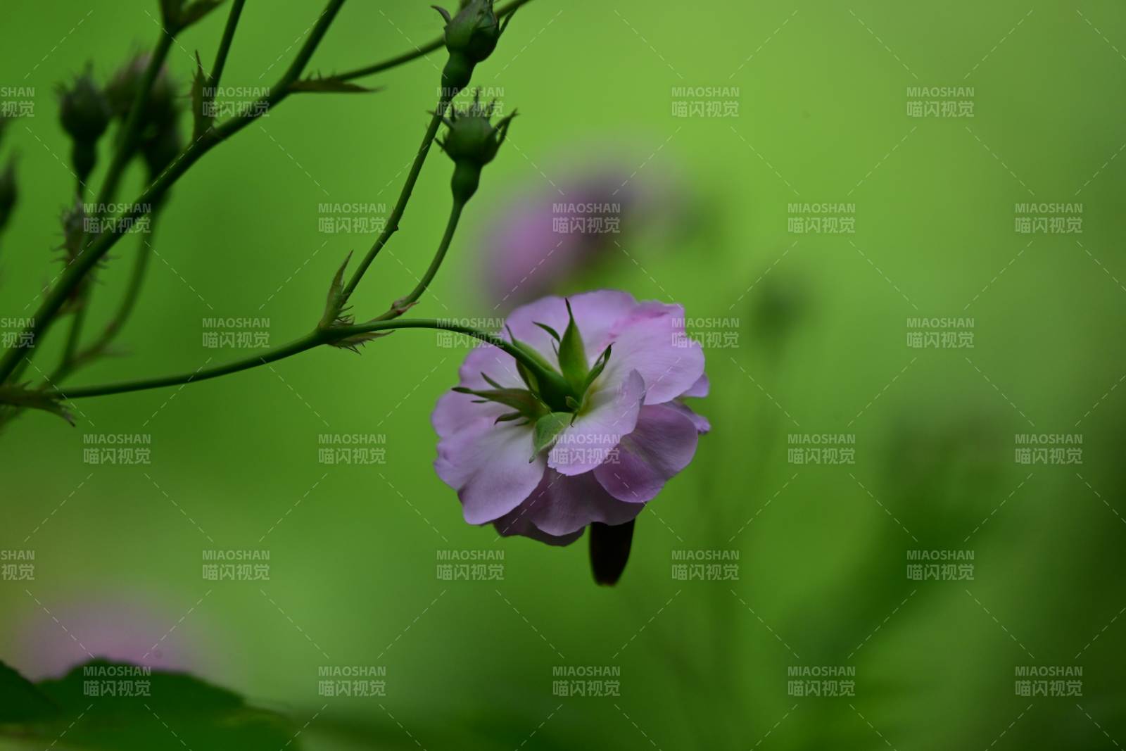 紫花绽放绿意中图片