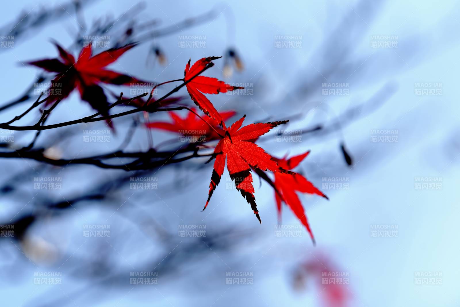 红叶映秋空图片