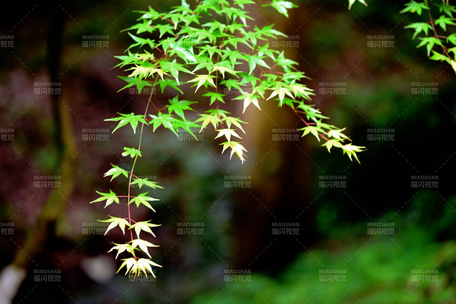 绿叶垂枝 静谧自然图片