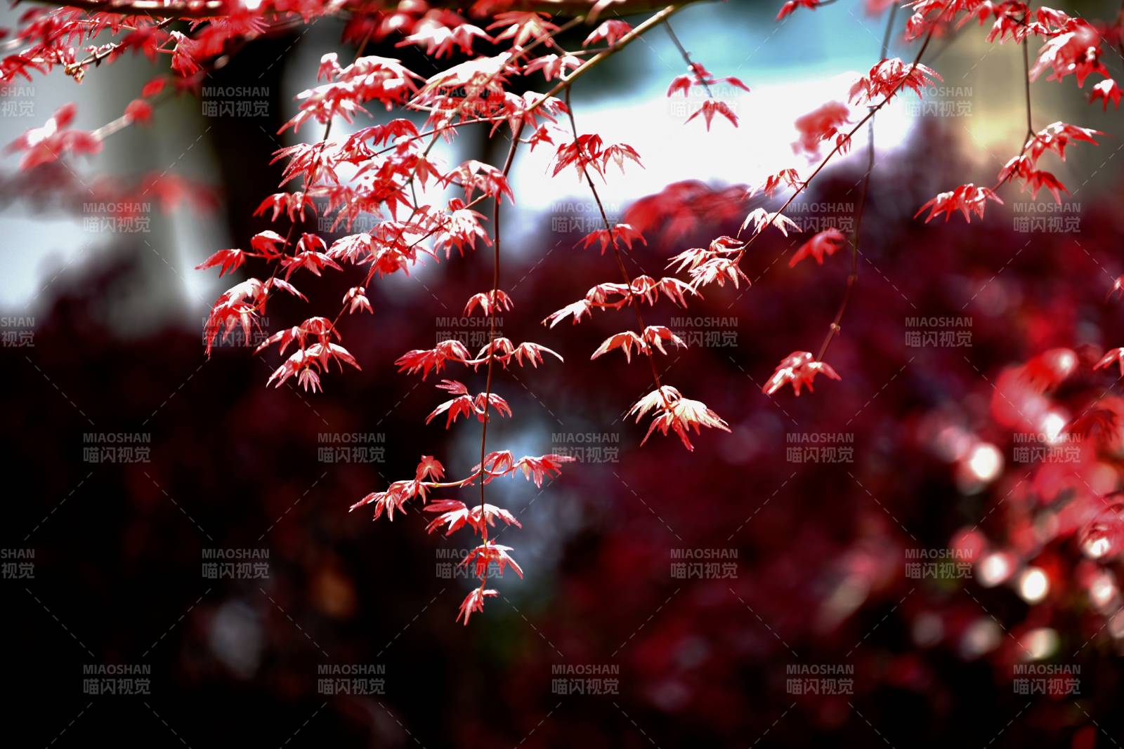 红枫叶舞秋色图片