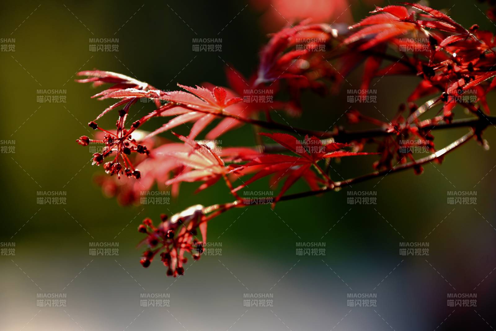 红枫枝头春意浓图片