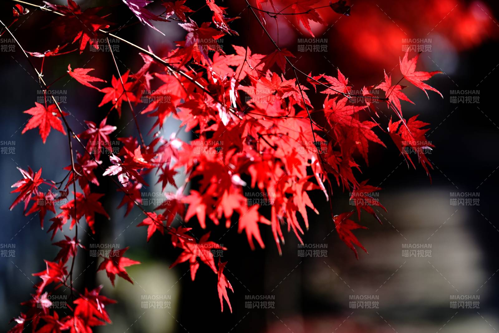 红枫秋意浓图片