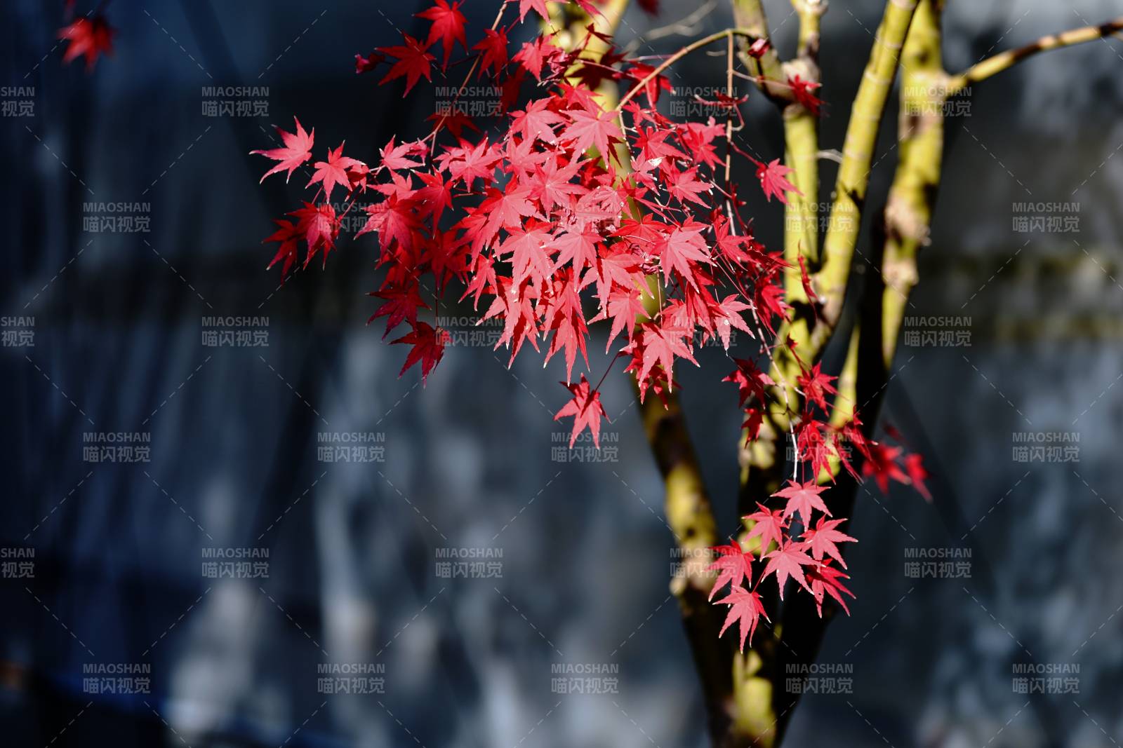 红枫映秋光图片