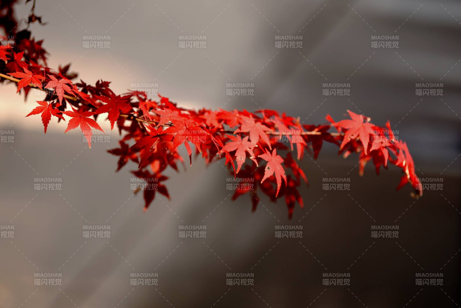 红叶枝头秋意浓图片