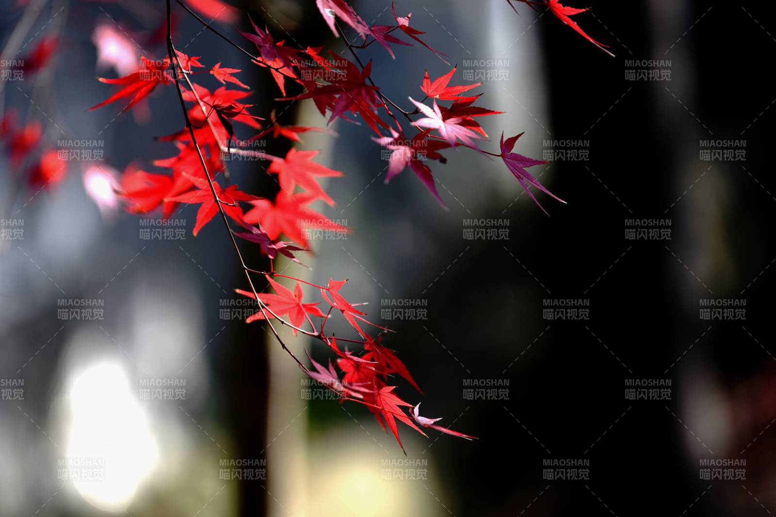 红叶映秋光图片