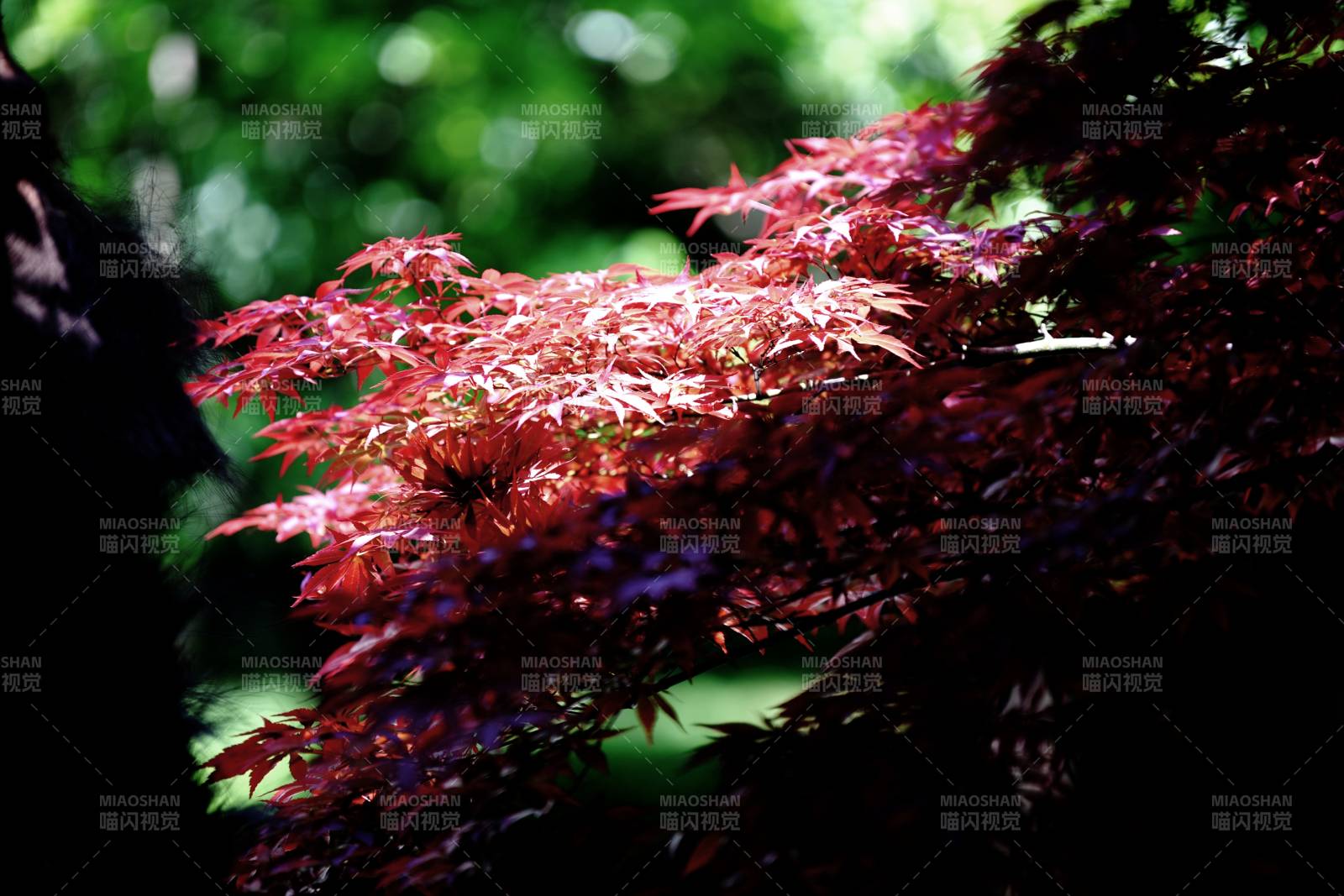 红叶映绿意图片