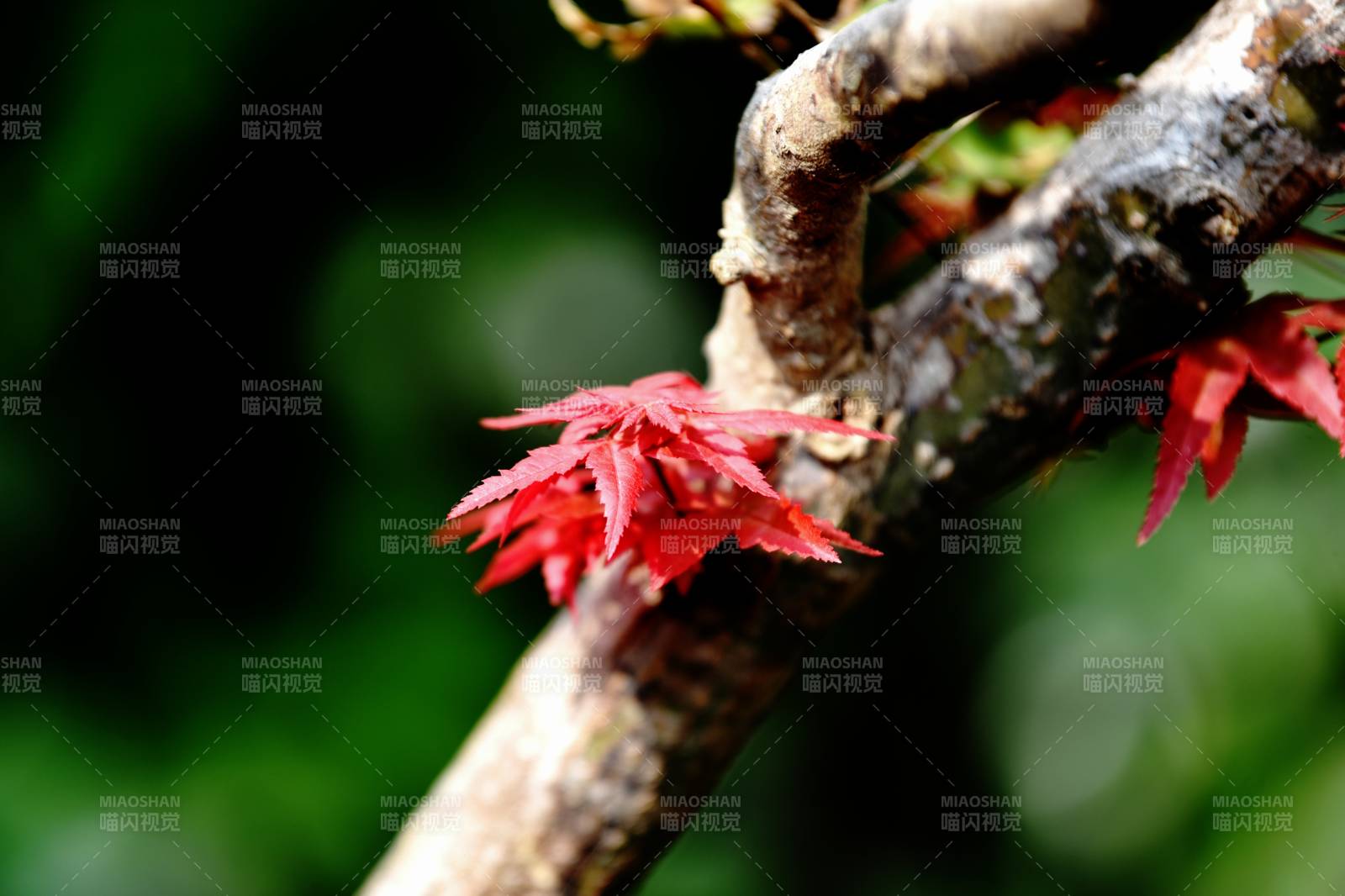 红叶枝头秋意浓图片