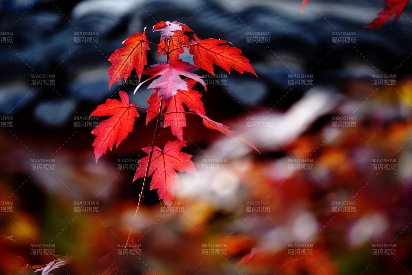 秋枫红叶映水图片