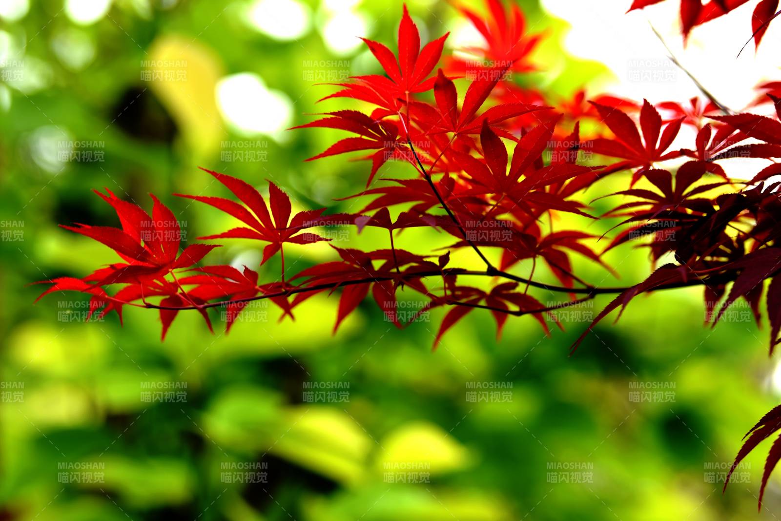 红叶映绿意图片