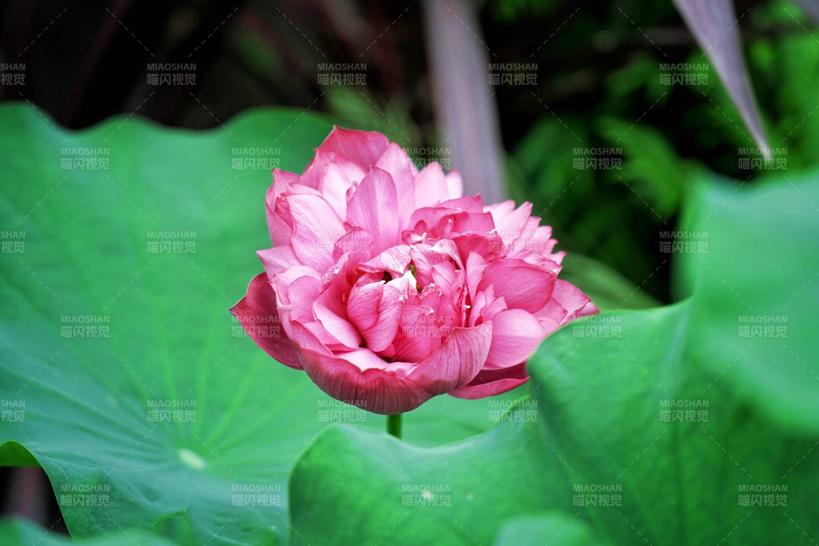 粉莲绽放绿叶间图片