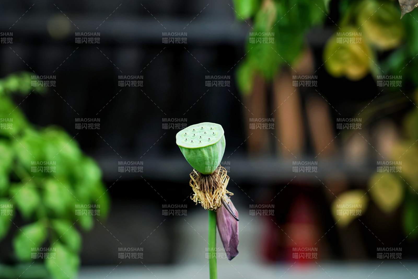 莲蓬静立绿意中图片