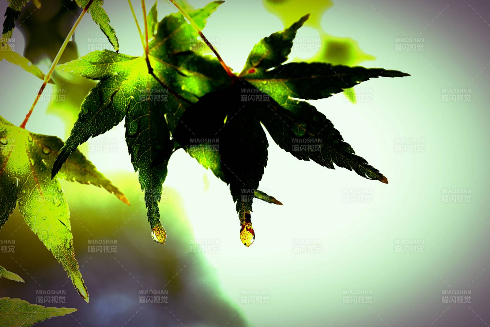 绿叶滴露 生机盎然图片