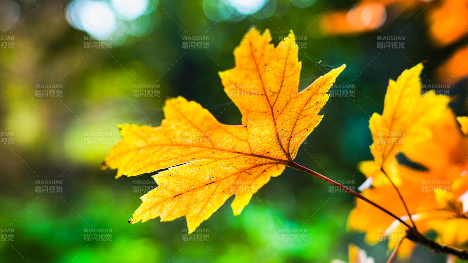 秋叶金黄 光影斑驳图片
