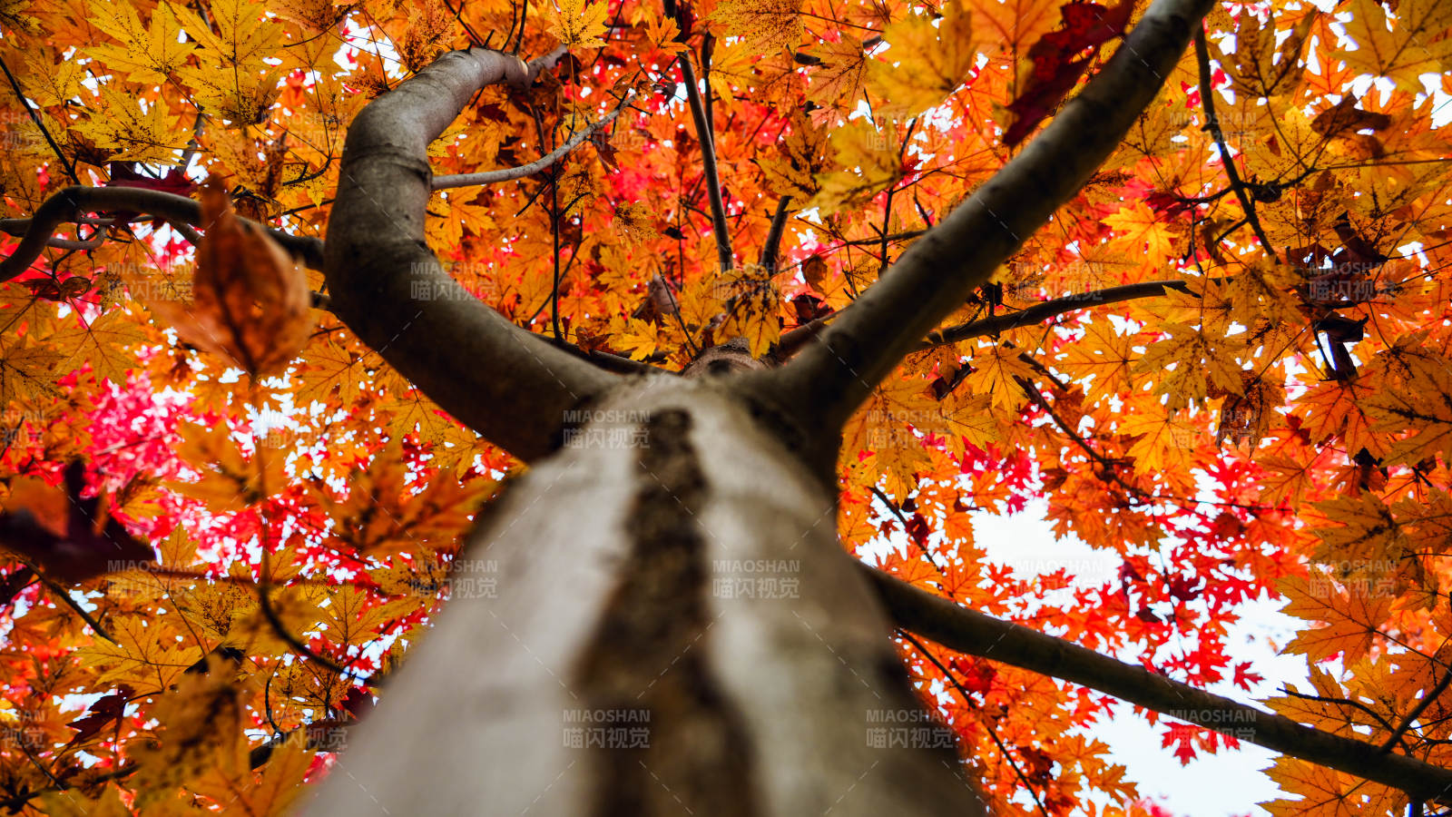 秋叶映天图片