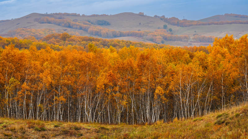 乌兰布统秋林金黄山景图片