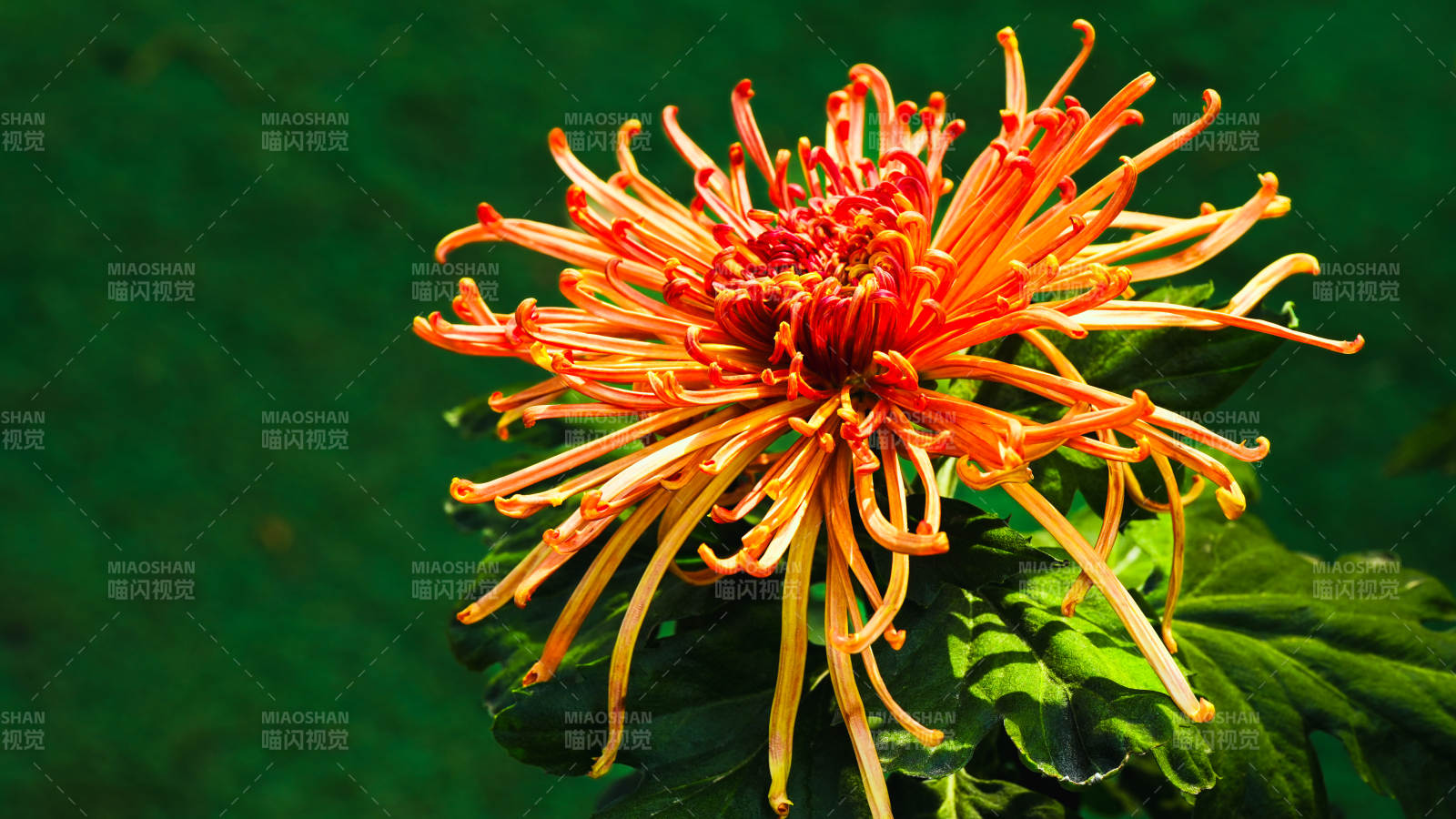 橙红菊花绽放图片