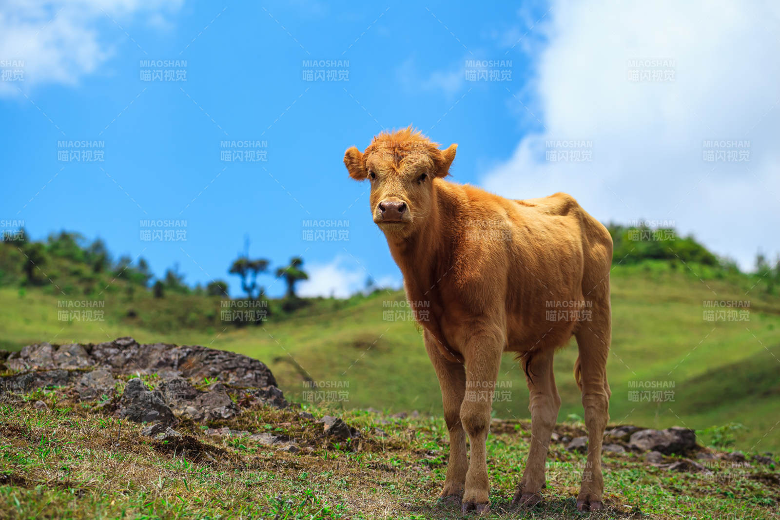 草原上的棕色牛犊图片