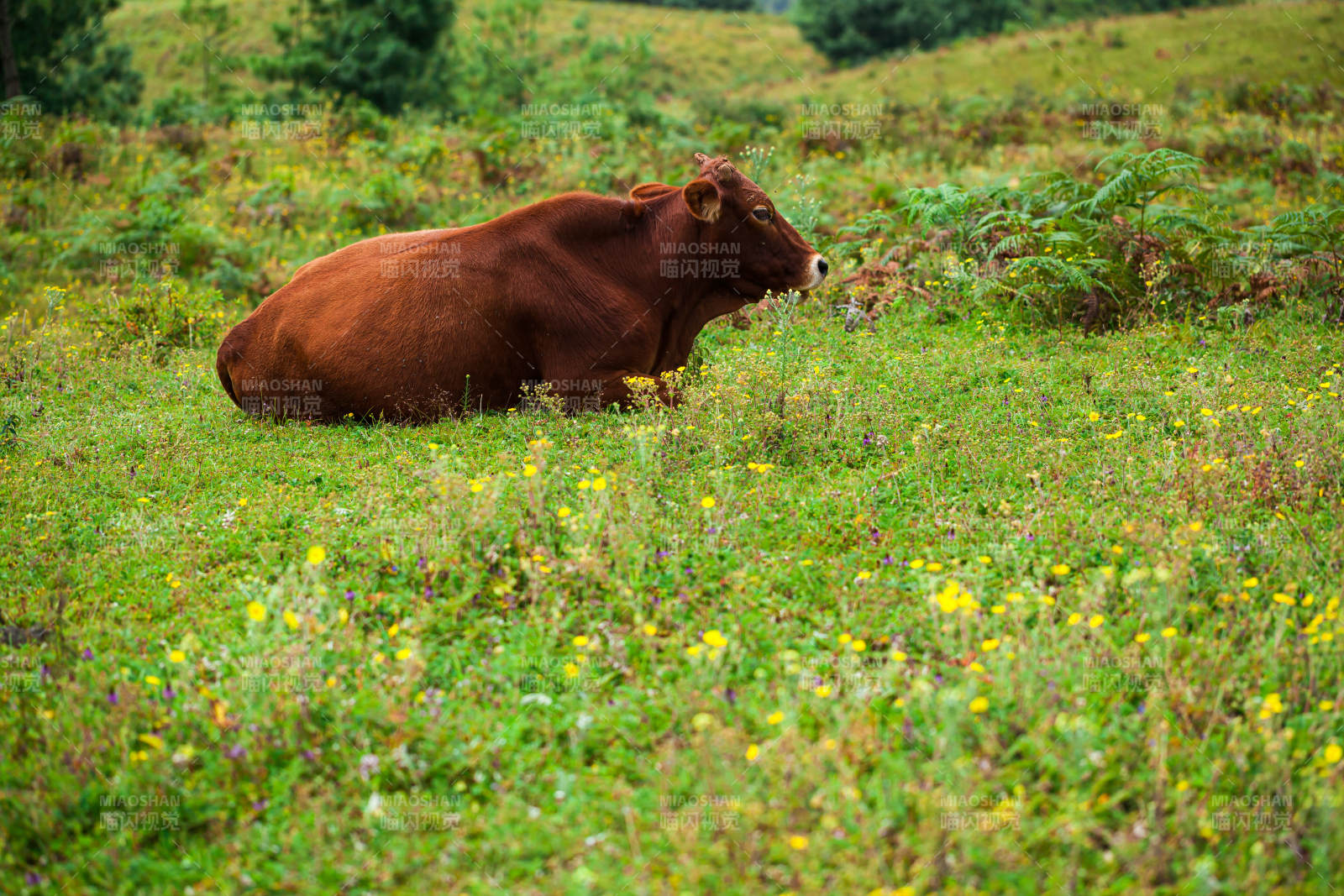 牛卧花野图片