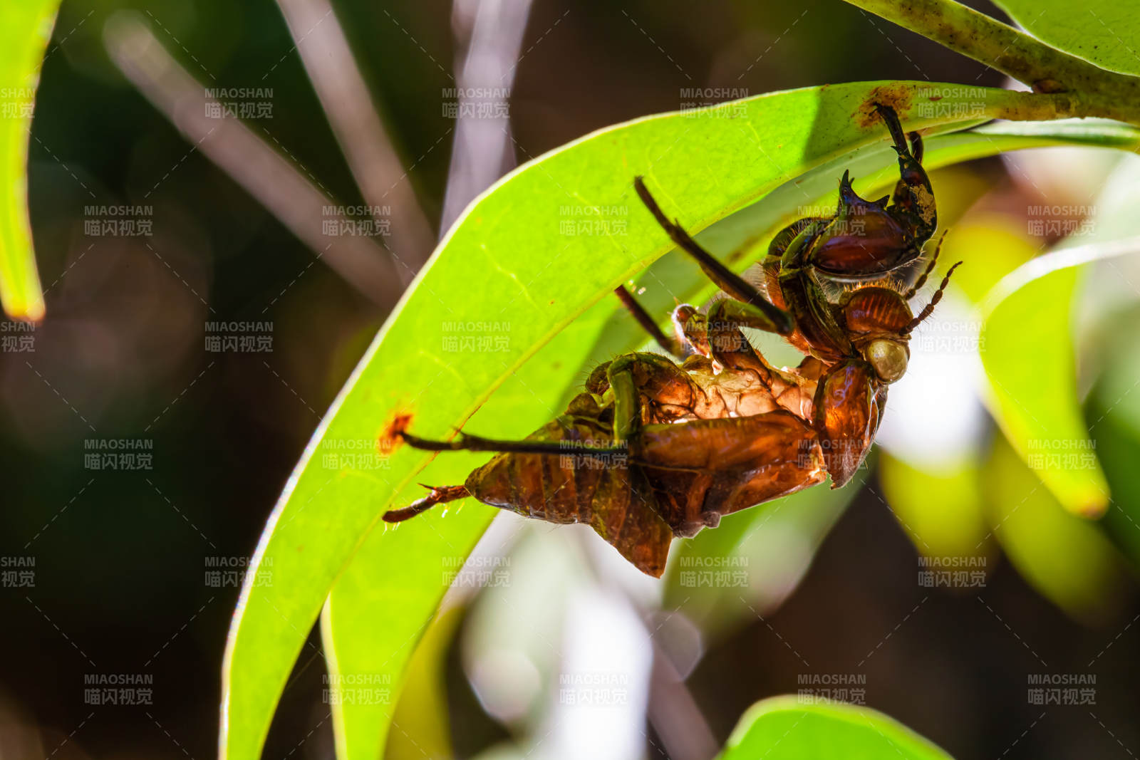 蝉蜕壳瞬间图片