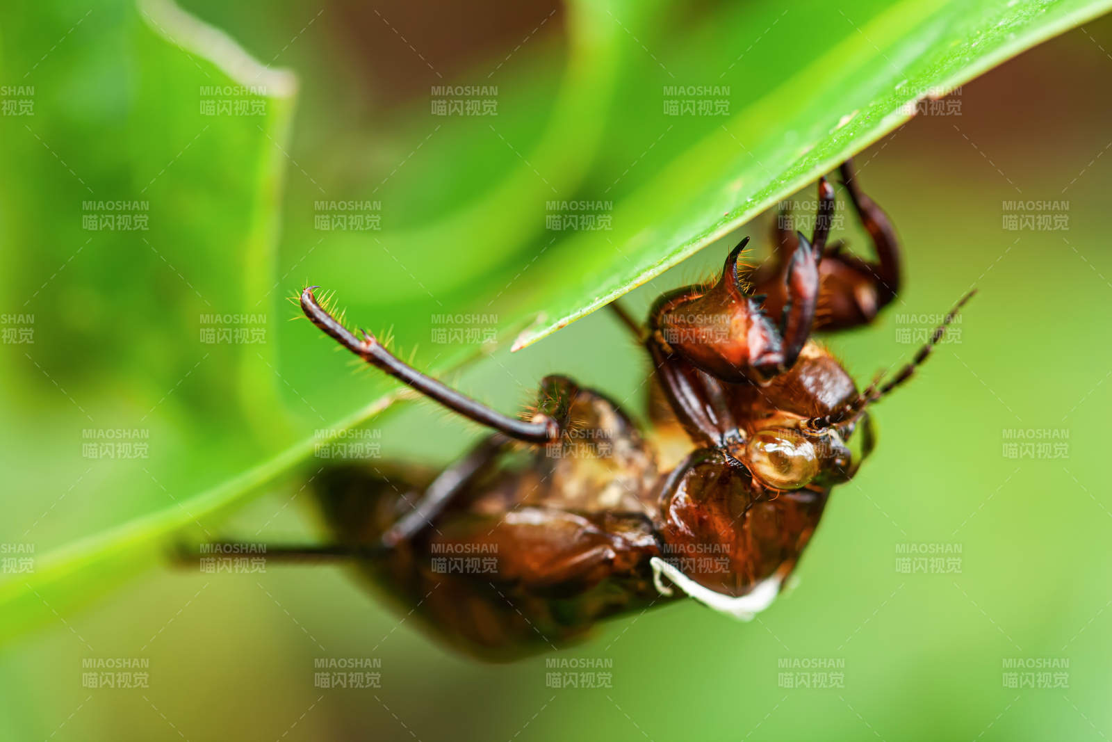 蝉蜕倒挂叶下图片