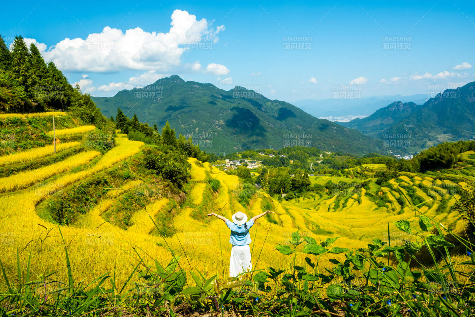 云和梯田金秋 心旷神怡图片