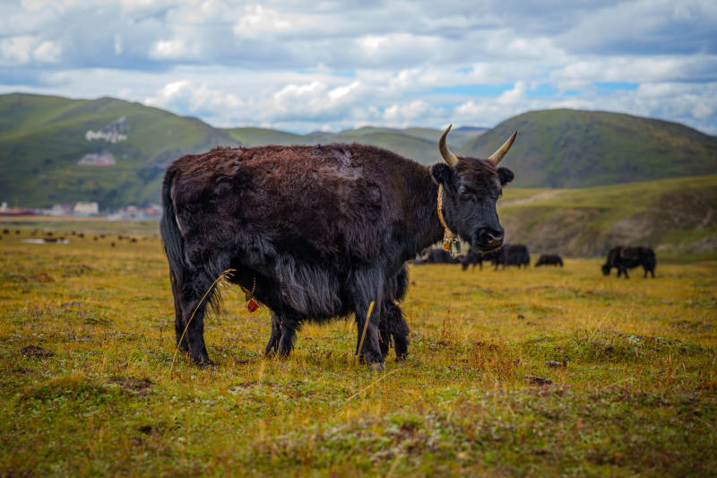 高原牦牛悠然觅食图片