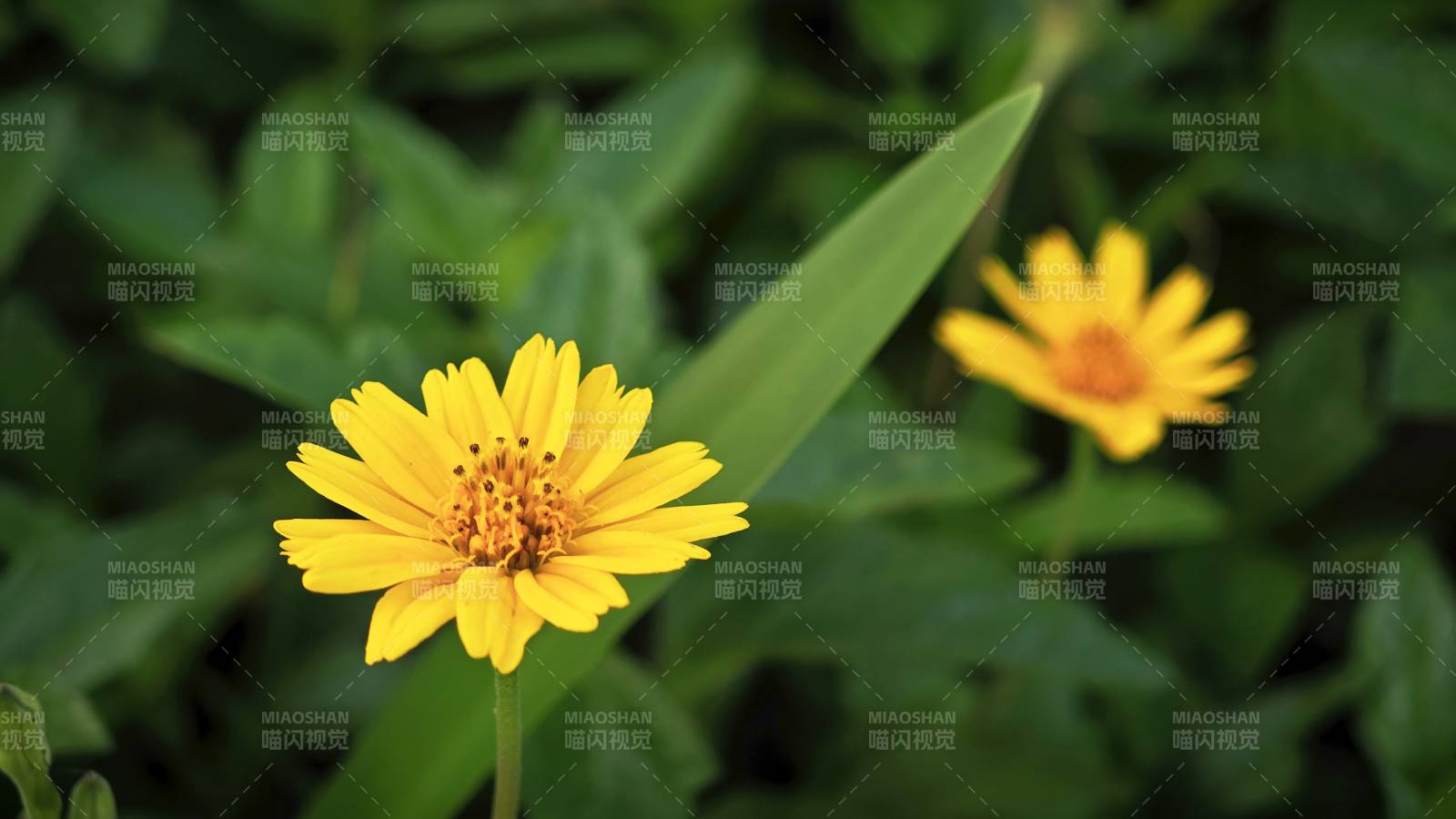 金花绽放绿叶间图片