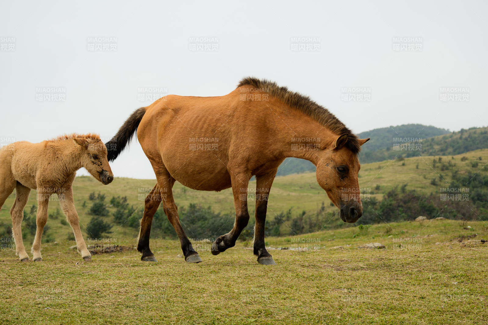 母马与小马在草原图片
