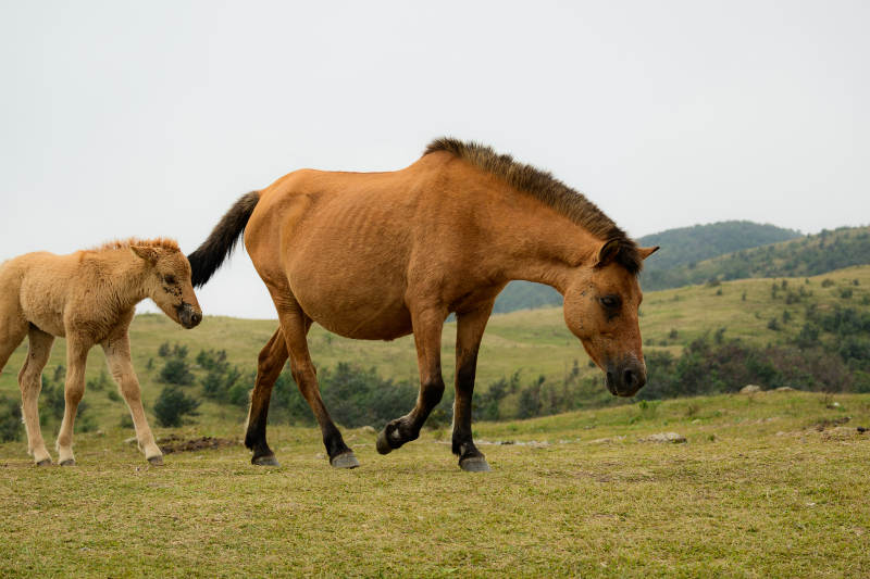 母马与小马在草原图片