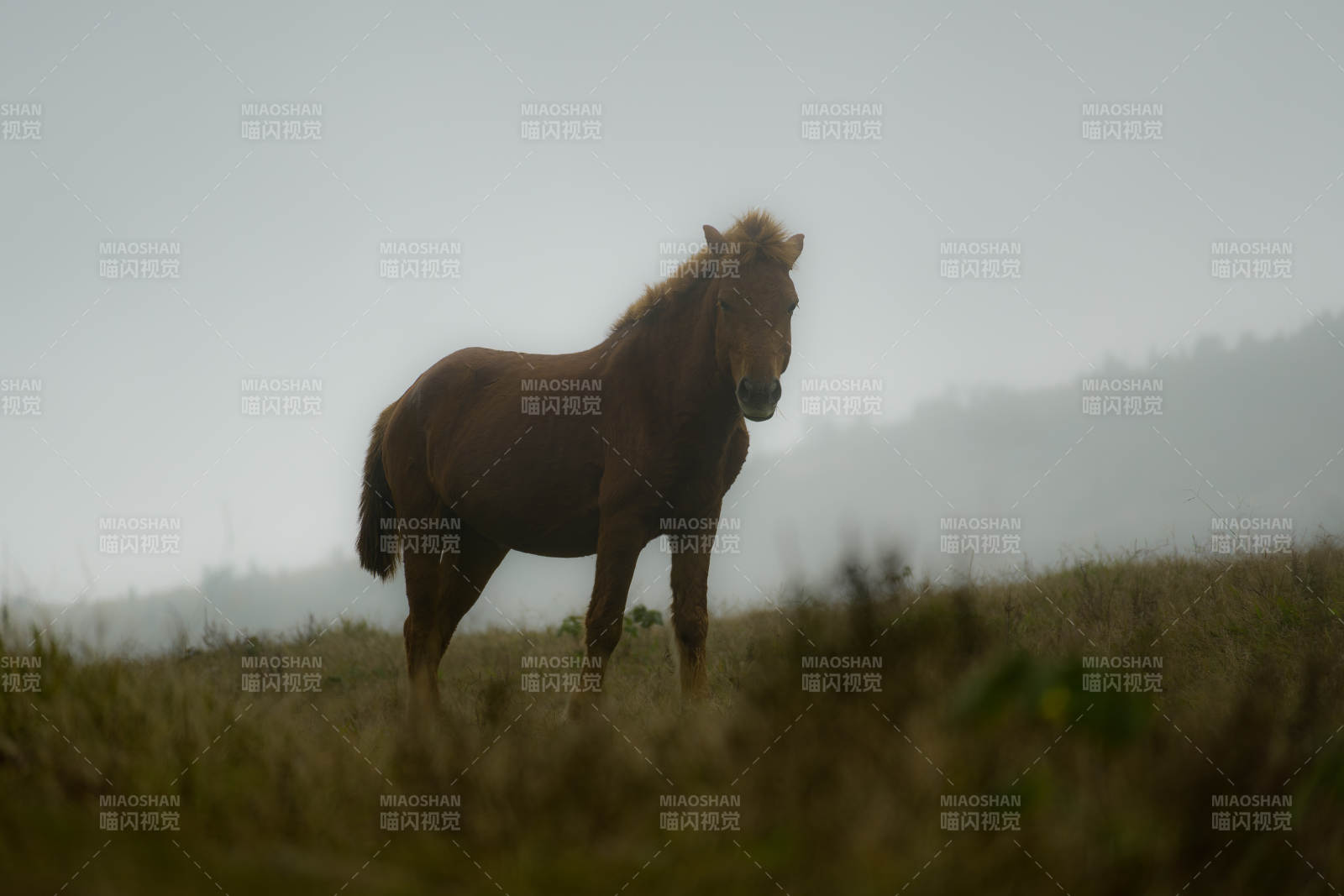 迷雾中孤独的马图片