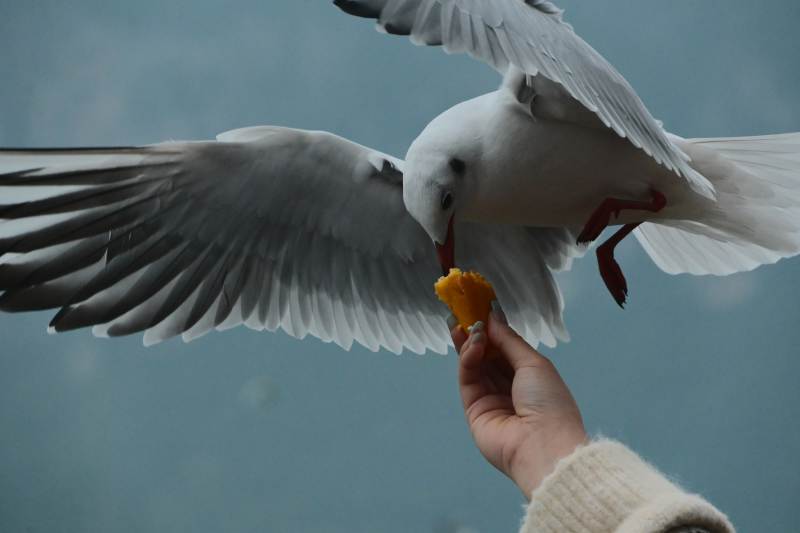 喂海鸥的瞬间图片