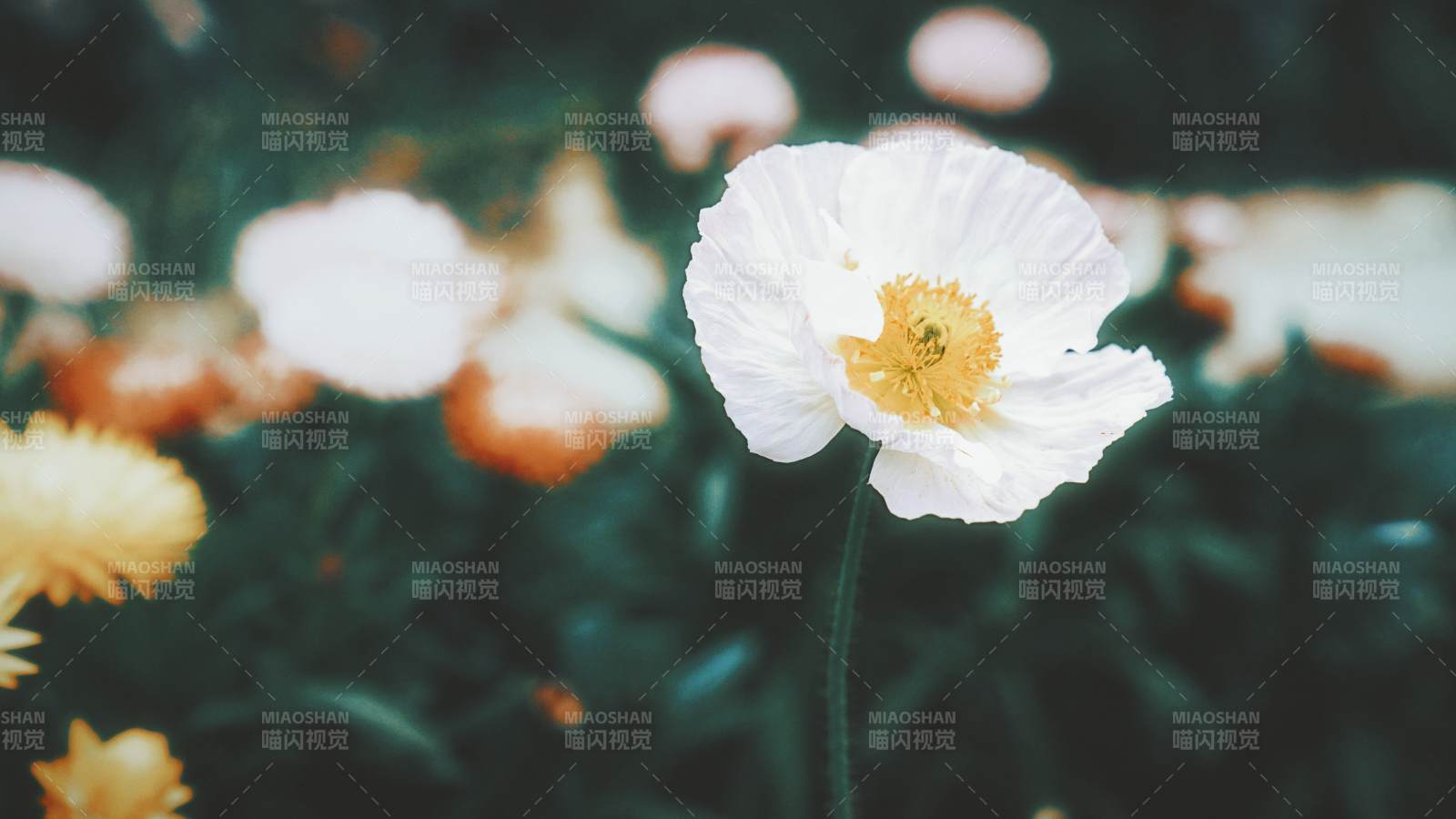 白色虞美人绽放图片