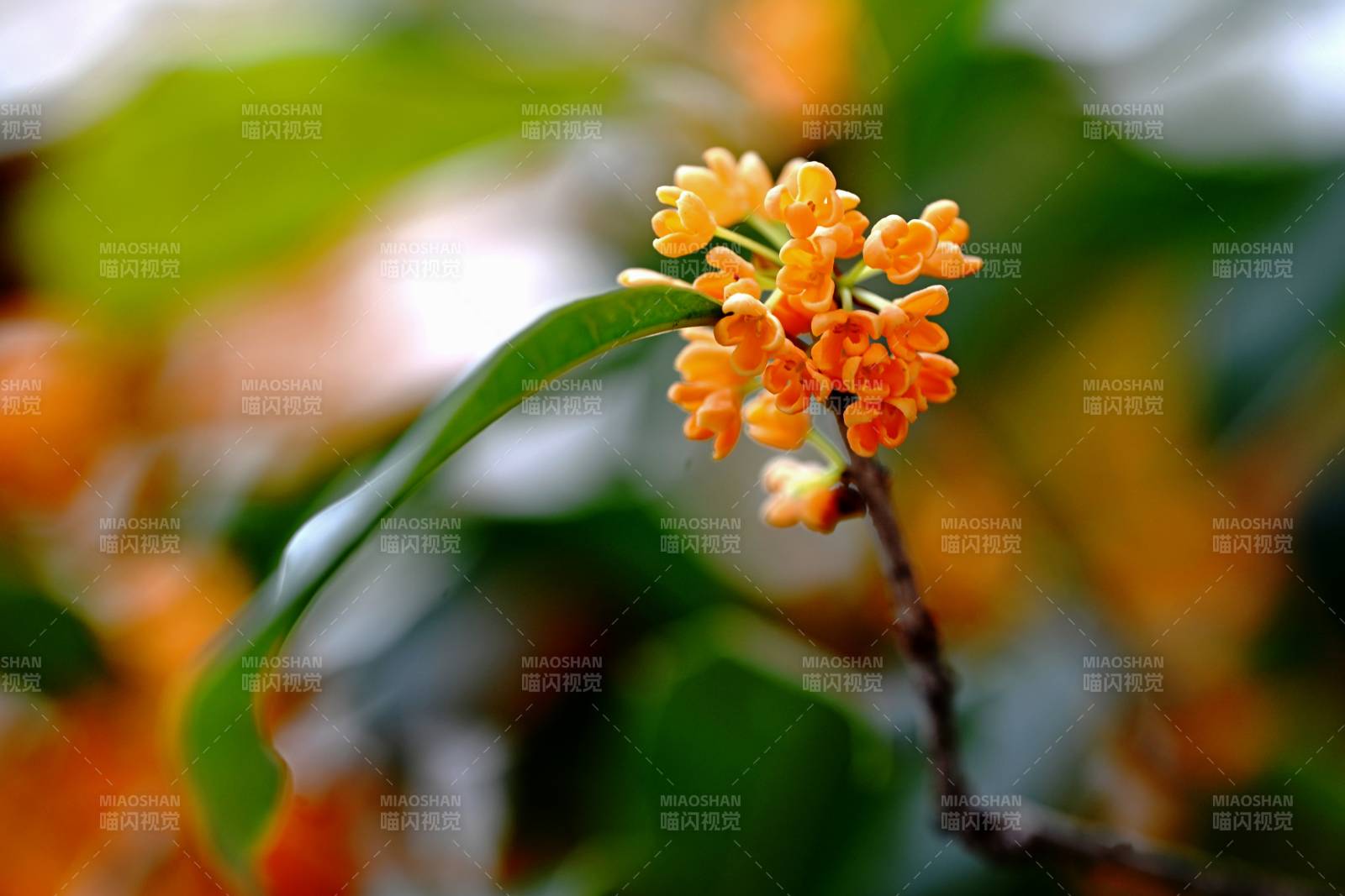 金桂绽放枝头图片