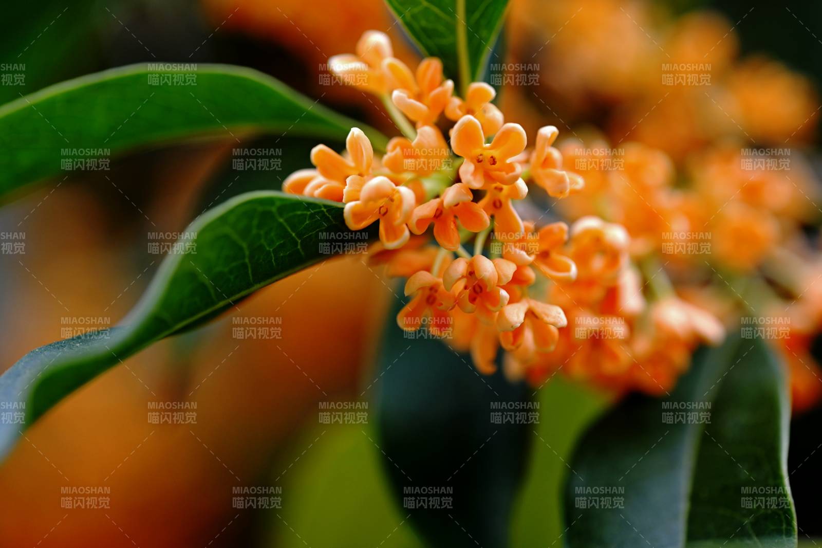 桂花绽放枝头图片