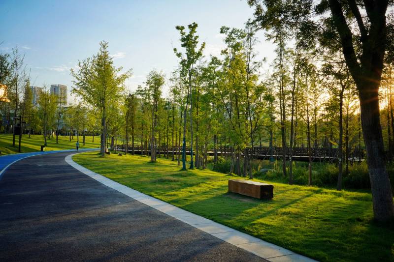 公园晨曦小径图片