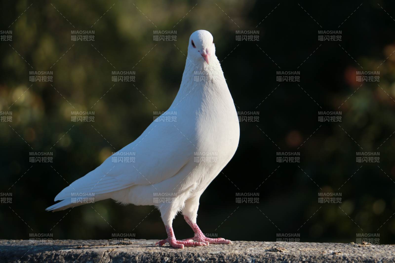 白鸽静立石上图片