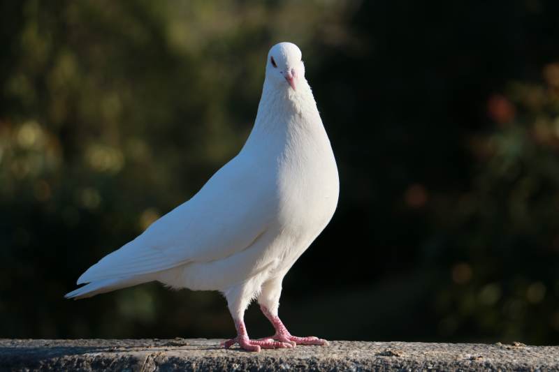 白鸽静立石上图片